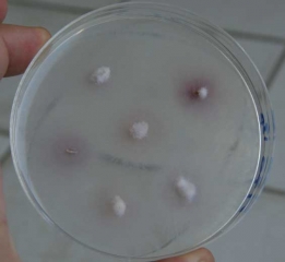 La culture de fragments de vaisseaux sur milieu nutritif en boîte de Petri permet de mettre en évidence <b><i>Fusarium oxysporum</i> f. sp. <i>melonis</i></b>. De jeunes colonies se forment à partir des explants mis en culture (fusariose)