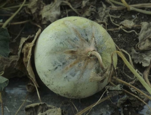 <b><i>Fusarium oxysporum</i> f. sp. <i>melonis</i></b> a aussi rapidement sporulé au centre de cette jeune lésion pédonculaire se développant sur un fruit de melon. (fusariose)