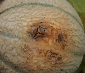 Pourriture débutante sur la partie du melon en contact avec le sol. <i><b>Sclerotinia sclerotiorum</b></i>. (sclérotiniose)