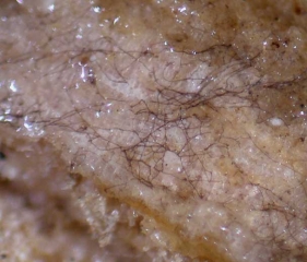 Aspect du mycélium de <i><b>Macrophomina phaseolina</b></i> cheminant parfois sur les tissus altérés, observé à la loupe binoculaire. 