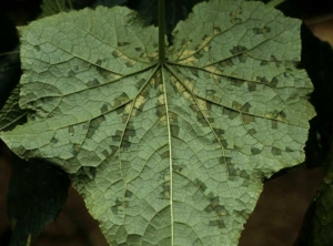 <i><b>Pseudoperonospora cubensis</b></i> (mildiou, downy mildiou) sur concombre