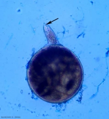 Sur cette femelle extirpée d'une galle, on distingue bien son stylet. <b><i>Meloidogyne</i> spp.</b> (root-knot nematodes)