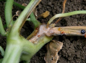 <b><i>Fusarium oxysporum</i> f. sp. <i>melonis</i></b> (fusariose vasculaire du melon) sur melon