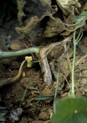 <b><i>Fusarium oxysporum</i> f. sp. <i>melonis</i></b> (fusariose vasculaire du melon) sur melon