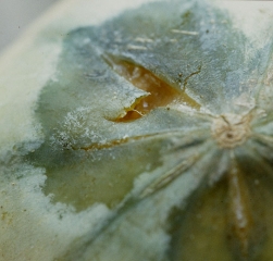 Du mycélium, quelques sporocystophores et sporocystes de <b><i>Rhizopus stolonifer</i></b> commencent à se former sur les tissus pourris de ce melon.