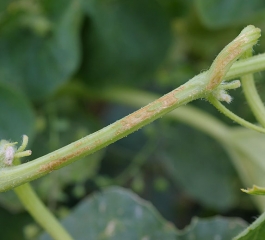 Quelques lésions nécrotiques longitudinales, de forme irrégulière, sont présentes sur ce tronçon de tige de melon. <b><i>Pseudomonas syringae</i> pv. <i>aptata</i></b> (brûlure bactérienne)