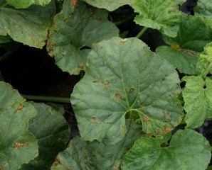 De nombreuses taches graisseuses devenant progressivement nécrotiques, de forme irrégulière, sont apparues sur ces feuilles de melon. <i><b>Pseudomonas syringae</b></i> (bactériose du melon)