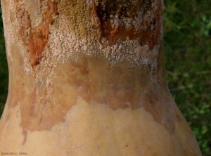 Detail des sporodochies orangés d'un <b><i>Fusarium </i>  sp. </b> se formant en grand quantités sur cette pourriture humide.(pourritures  des fruits à Fusarium, Fusarium fruit rot)