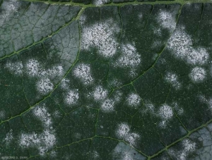 Détail de taches poudreuses blanches sur le limbe d'une feuille de courgette. On distingue bien plusieurs colonies mycéliennes plus ou moins sporulantes. <i><b>Podosphaera xanthi</b></i>  ou <b><i>Golovinomyces cichoracearum</i> var. <i>cichoracearum</i></b> (oïdium ou blanc, powdery mildew, white mold)