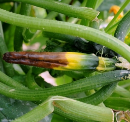 Jeune fruit de courgette affecté par la <b>nécrose apicale</b>. Son extrémité stylaire a bruni et commence à se ratatiner. (blossom-end-rot)