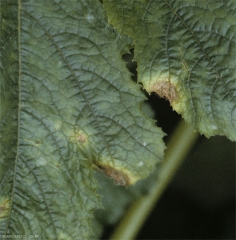 Détail de 2 taches nécrotiques situées en bordure d'une feuille de courgette. <b><i>Botrytis cinerea</i></b> (pourriture grise, grey mold)
