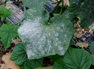 Taches poudreuses blanches sur feuille de concombre. Les taches poudreuses blanches sont recouvertes par endroits par divers champignons hyperparasites des oïdiums.<i><b>Podosphaera xanthi</b></i> et <i><b>Golovinomyces cichoracearum</i> var. <i>cichoracearum</i></b> (oïdium, powdery mildew)