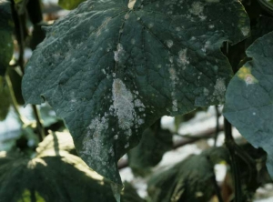 Plages poudreuses blanches (taches ayant conflué) sur feuille de concombre. <b><i>Podosphaera fuliginea</i></b> et <b><i>Golovinomyces cichoracearum</i> var. <i>cichoracearum</i></b> (oïdium, powdery mildew)