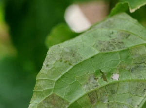 Un duvet grisâtre à mauve est bien visible sur plusieurs des taches angulaires présentes sur cette feuille de concombre.<b><i>Pseudoperonospora cubensis</i></b> (mildiou, downy mildew)