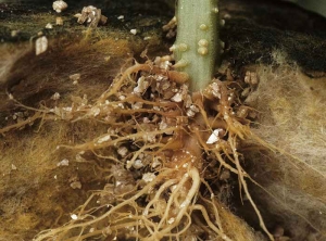 Brunissement et pourriture des racines d'un jeune plant de concombre. <b>Oomycètes diverses</b> (<i>Pythium</i> spp., <i>Phytophthora</i> spp.)