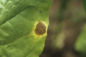En conditions peu favorables, on observe plutôt des taches beiges, parcheminées, présentant de fins anneaux concentriques plus foncés et entourées d'un halo chlorotique bien marqué. <i><b>Botrytis cinerea</i></b> (<i>Botrytis</i> leaf spot)
