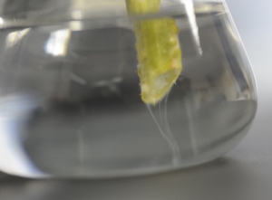 Le « test du verre d'eau » a permis de faire exsuder des filés bactériens visqueux à partir des vaisseaux. (<i>Ralstonia solanacearum</i> - Flétrissement bactérien)