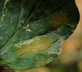 Détail d'une tache chlorotique observée à la face supérieure du limbe.
Pseudocercospora fuligena (cercosporiose)