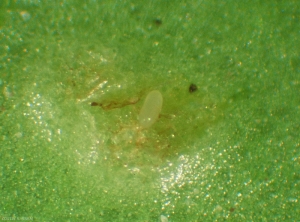 Liriomyza_huidobrensis_2