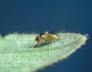 Liriomyza_trifolii_1