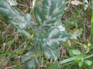 Erysiphe-alphitoides