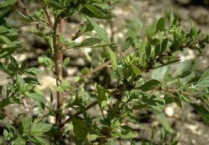Amaranthus-graecizans2