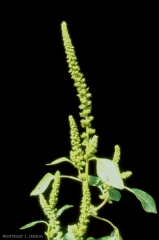 Amaranthus-hybridus2