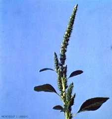 Amaranthus-hybridus3