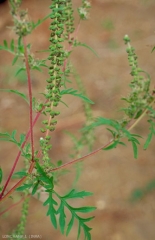 Ambrosia-artemisiifolia3