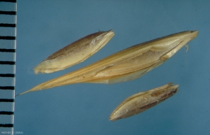Brachypodium-phoenicoides