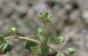 Veronica-hederifolia2