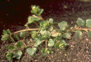 Veronica-hederifolia4
