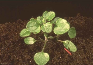 Veronica-hederifolia5