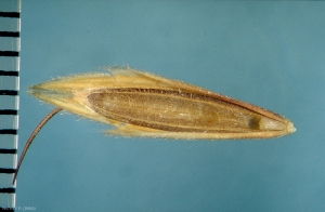 Bromus-lanceolatus