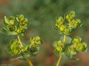 Euphorbia-helioscopia3