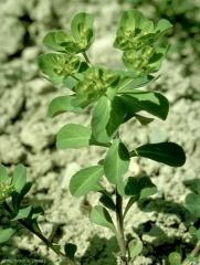 Euphorbia-helioscopia5