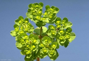 Euphorbia-helioscopia6