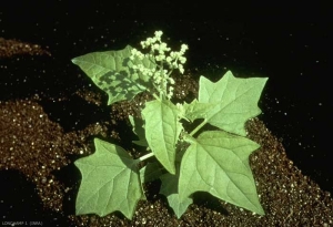 Chenopodium-hybridum4