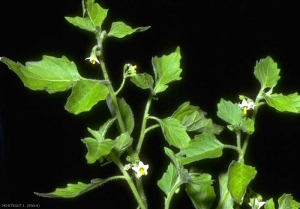 Solanum-physalifolium2