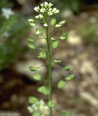 Microthlaspi-perfoliatum4