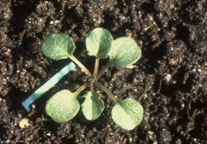 Microthlaspi-perfoliatum6