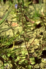 veronica-acinifolia2