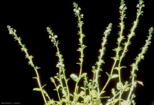 veronica-serpyllifolia4