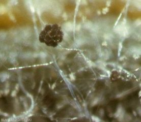Sporocyste (ou sporange) de <i><b>Choanephora cucurbitarum</b></i> observé à la loupe binoculaire. (pourriture à Choanephora, cucurbit flower blight)