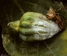 Une lésion humide et molle s'étend à l'extrémité stylaire de ce jeune fruit. Un mycélium aérien la couvre partiellement. <i><b>Rhizopus stolonifer</b></i> (pourriture à Rhizopus, Rhizopus rot)