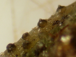 Fructifications de  <i><b>Didymella bryoniae</b></i>  observées à la loupe binoculaire mélanisant progressivement.(chancres gommeux sur tige, gummy stem blight)