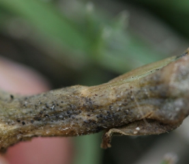 Des pycnides et des périthèces de <i><b>Didymella bryoniae</b></i> se sont formés sur cette portion de tige pourrie.(chancres gommeux sur tige, gummy stem blight)