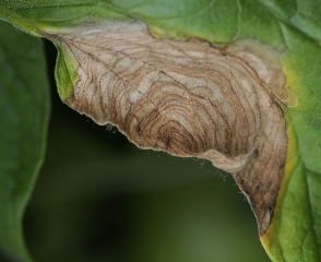 Détail des motifs concentriques visibles sur une lésion nécrotique occasionnée par  <b><i>Botrytis cinerea</i></b> sur feuille tomate. Ce champignon sporule légèrement sur les tissus lésés. (moisissure grise, grey mold)