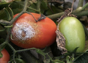 <i><b>Phytophthora infestans</b></i> fructifie sur ce fruit tournant. L'humidité importante de l'abri l'a permis. (mildiou, late blight)