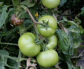 Le pédoncule et un fruit de tomate ont bruni superficiellement sous l'effet du parasitisme de  <b><i>Phytophthora infestans</i></b>. (mildiou)
